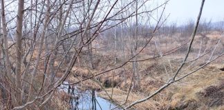 FOTO Verificări în Rezervația Merișor ale Gărzii de Mediu, după sesizările unor cetățeni privind secarea unui curs de apă