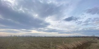 Garda Forestieră Focșani va regenera aproape 640 ha în Vrancea, în acest an