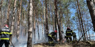 FOTO-VIDEO Pompierii vrânceni, în sprijinul colegilor din Bacău, care se luptă cu un incendiu la o pădure de pin / S-a apelat și la ajutor aerian