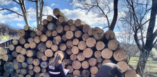 Controale în sectorul silvic, soldate cu amenzi și confiscări de material lemnos