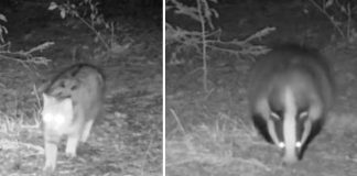 O pisică sălbatică și un bursuc, la mișcare în Parcul Natural Putna