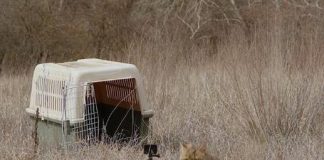 VIDEO-FOTO Trei exemplare de pisică sălbatică, eliberate în mediul natural