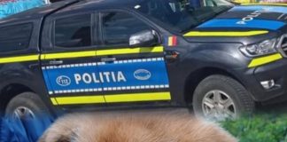 Câini abandonați de un bărbat în zona Adjud. Acesta a fost amendat cu 12.000 de lei