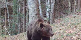 Oficial: Urșii periculoși vor putea fi împușcați mai ușor. Amenzi de până la 30.000 pentru cei care îi hrănesc