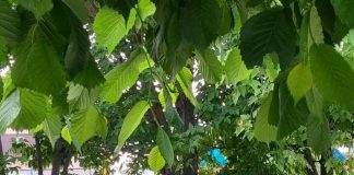 Două mașini s-au ciocnit pe centura Focșaniului, la o trecere de pietoni
