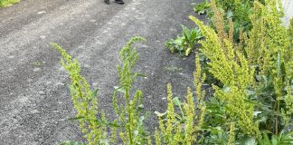 FOTO-VIDEO Asfalt cu brusturi, la Cotești