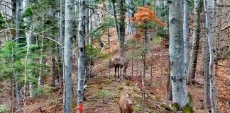 VIDEO Ciute în șir indian, filmate în Munții Vrancei