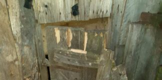 Ursul a dat iama, din nou, la Soveja. Victime au fost câțiva porci din gospodăriile oamenilor