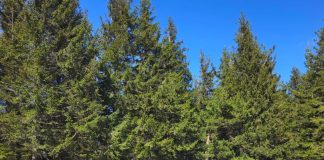 Garda Forestieră Focșani: Amenzi, confiscări de lemne și avize de împădurire în octombrie