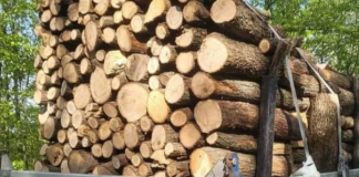 Șoferi din Buzău și Vrancea, sancționați că transportau lemne fără documente legale