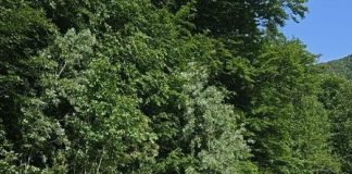 Ce nereguli au descoperit inspectorii Gărzii Forestiere Focșani în timpul controalelor în județele Buzău și Tulcea