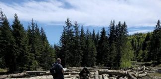 Garda Forestieră Focșani, controale în luna aprilie: amenzi de peste 275.000 lei, material lemnos confiscat, peste 800 de verificări în SUMAL