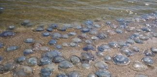 Meduzele, un pericol pentru Marea Neagră