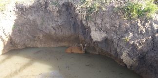 O căprioară care a căzut într-o groapă plină cu apă, salvată de un vănător