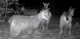 VIDEO Imagini rare cu 4 pui de capră neagră, în Munții Vrancei