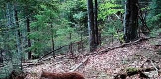 VIDEO Un frumos exemplar de râs a ”pozat” ca un star, în Parcul Natural Putna Vrancea