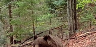 VIDEO Exemplar impresionant de urs, filmat în Parcul Natural Putna Vrancea