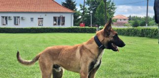 Poliția Română cumpără câini din mai multe rase. Cum se face evaluarea