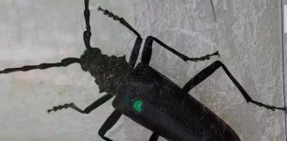 VIDEO Croitorul mare al stejarului, una din insectele incluse în proiectul de conservare Life Rosalia