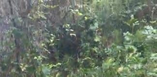 FOTO Femeie dispărută de la domiciliu, găsită într-un pârâu de lucrători MAI și de localnici