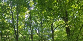 Activitatea Gărzii Forestiere Focșani în luna iunie: controale, sancțiuni, avize pentru împăduriri, combaterea braconajului