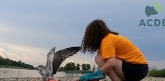 VIDEO Pescăruși eliberați în natură, după ce au fost îngrijiți la Centrul ACDB de la Petrești