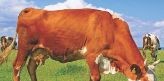 APIA eliberează adeverințe fermierilor crescători de animale care doresc să acceseze credite bancare