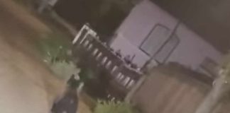 Animalele sălbatice produc pagube și bagă spaima în oameni / Gura Caliței, Soveja, Poiana Cristei, pe lista ultimelor ”lovituri” ale sălbăticiunilor