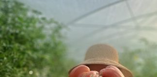Tomată de peste 1,2 kg la Stațiunea de Cercetare de la Buzău
