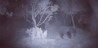 VIDEO Ursul, musafir nepoftit într-o curte din Soveja