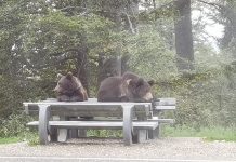 Gestionarea apariției și atacurilor urșilor în zonele locuite, în atenția autorităților județene