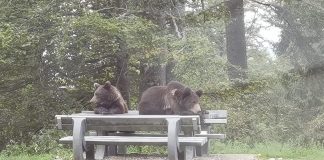 Gestionarea apariției și atacurilor urșilor în zonele locuite, în atenția autorităților județene