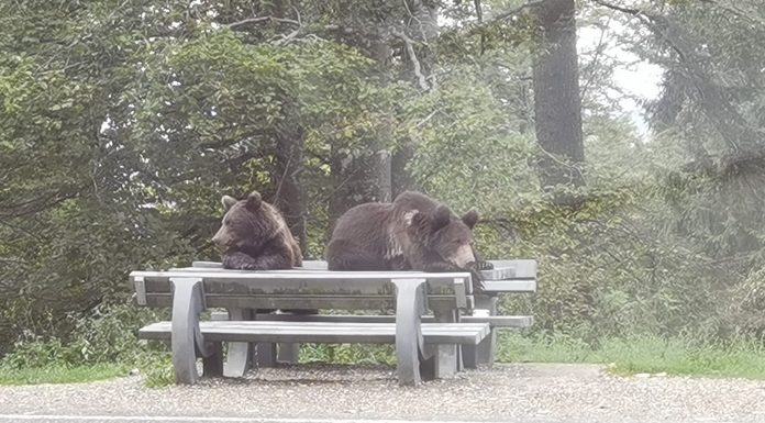 Gestionarea apariției și atacurilor urșilor în zonele locuite, în atenția autorităților județene