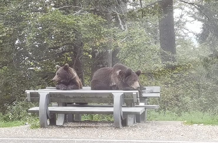 Gestionarea apariției și atacurilor urșilor în zonele locuite, în atenția autorităților județene