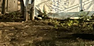 FOTO Vulpea prin Focșani, ursul pe drumurile din județ