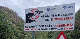 ”Hrănirea urșilor este interzisă” – Primele 10 panouri de avertizare au fost instalate pe Transfăgărășan