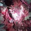 cocaina fructe 3