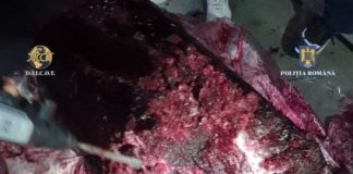 FOTO Captură record de droguri în Portul Constanța: cocaină în 16 tone de pulpă de fructe congelate,