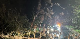 Vântul a doborât arbori pe mai multe drumuri din județ / Nouă localități vrâncene au rămas fără energie electrică