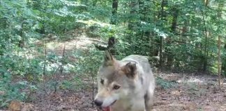 VIDEO Imagini rare cu lupi, în Parcul Natural Putna Vrancea