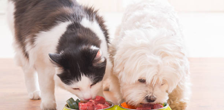 Abordarea modernă a Kormotech față de nutriția animalelor de companie