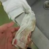 spital mizerie