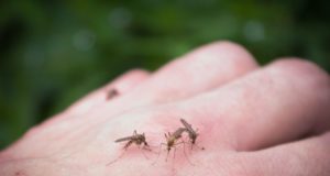 Nouă români au decedat din cauza virusului West Nile, în acest an / Un deces s-a înregistrat în Vrancea