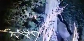 Alertă de urs la Urechești, în această seară