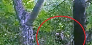 VIDEO Urs împușcat la Paltin / Animalul se eliberase dintr-un laț și se îndrepta spre echipa de intervenție