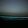 bioluminiscenta