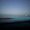 bioluminiscenta 2