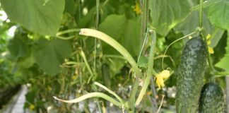 Ajutor de minimis pentru producătorii de legume cultivate în spații protejate și în perioada următoare