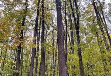 Un bărbat din Paltin, victima accidentului mortal de muncă de ieri, din pădure