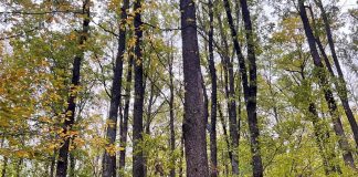 Un bărbat din Paltin, victima accidentului mortal de muncă de ieri, din pădure